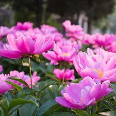 Succes med pæoner i haven